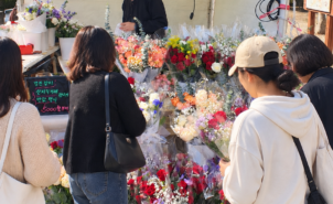강진군 갈대축제 즐기고,  장미는 반값에